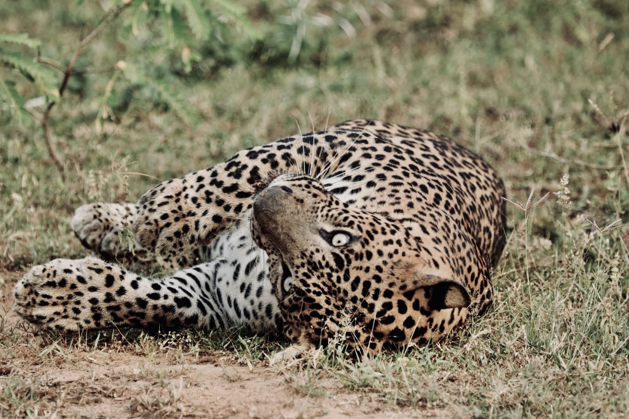 Yala National Park Safari 2026: The Ultimate Guide to Leopard Sightings, Real Costs, and Avoiding the Crowds - Yala National Park Wildlife Journal