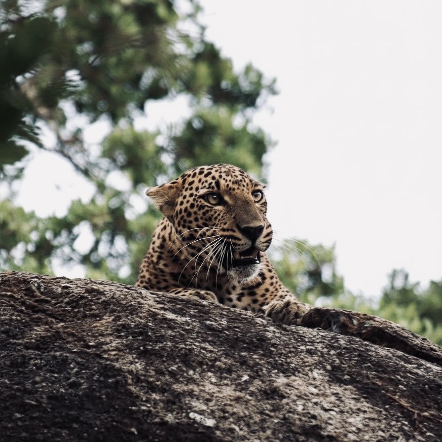 Yala Wild Safaris | from $13 - Yala National Park Wildlife Story