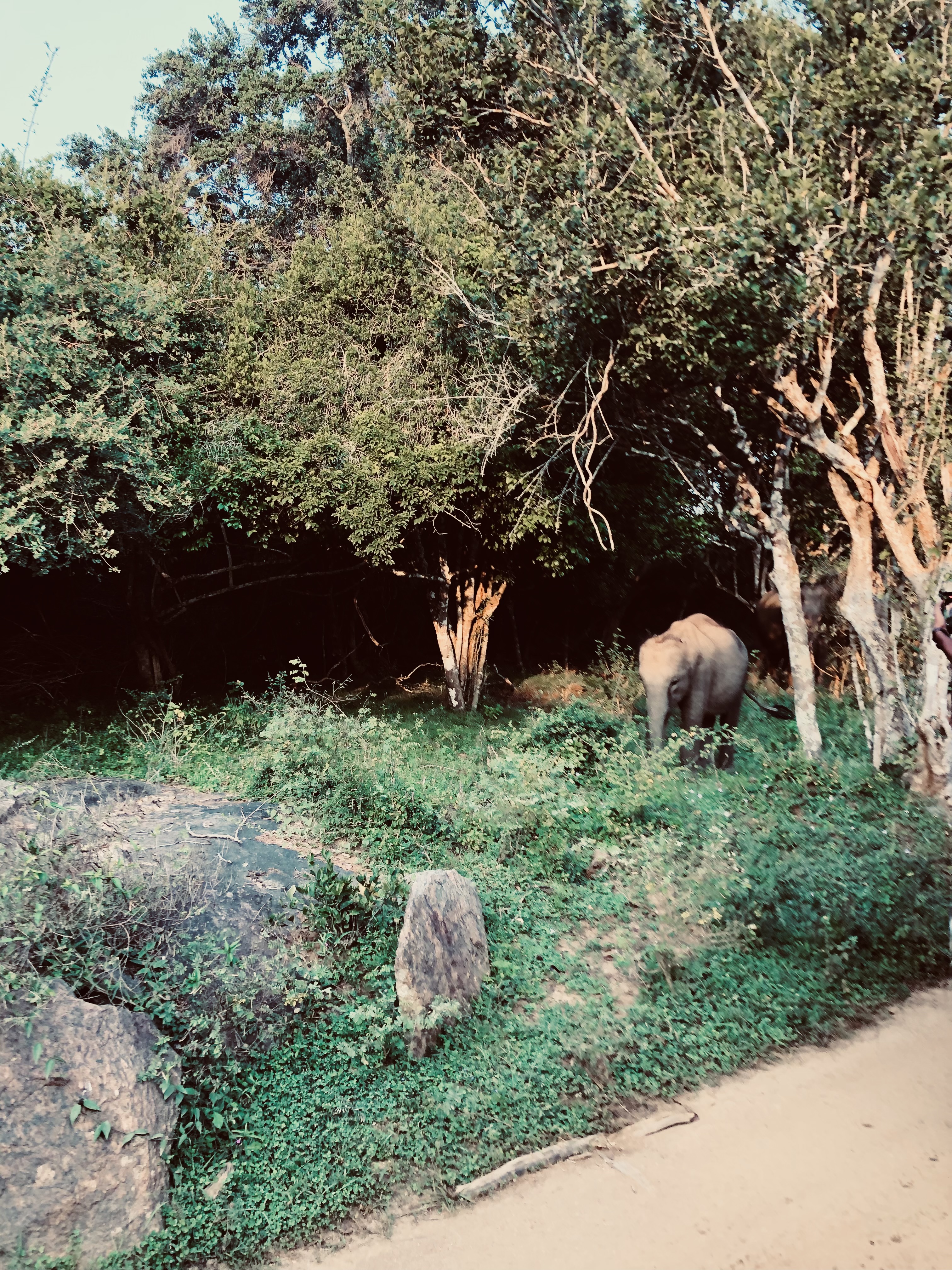 Yala National Park Entrance Fees 2026 A Transparent Cost Breakdown for Foreigners - Yala National Park Wildlife Journal