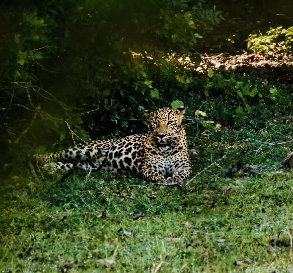 Block 1 vs. Block 5: Which Yala national park Gate is Actually Better for Leopards in 2026? - Yala National Park Wildlife Journal