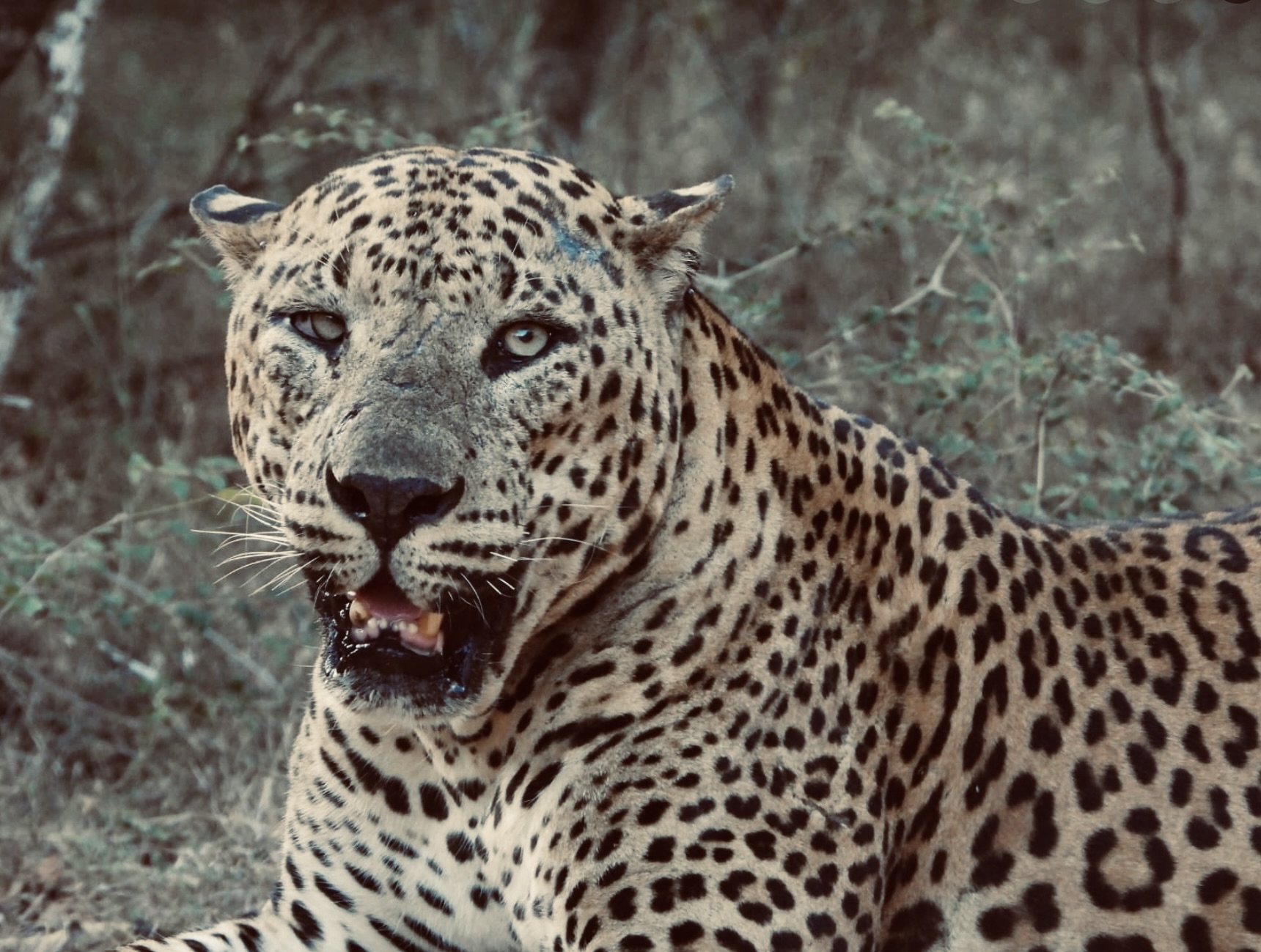 Yala Safari Logistics 2026 Best Pickup Times, Ella Transfers & Ethical Operator Tips - Yala National Park Wildlife Journal