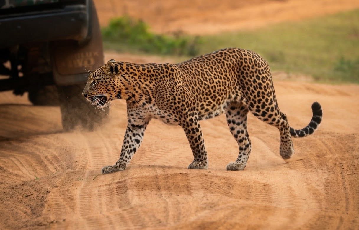 Yala National Park Beyond Leopards: The Best Time to See Sloth Bears and Elephants in Yala (2026) - Yala National Park Wildlife Journal