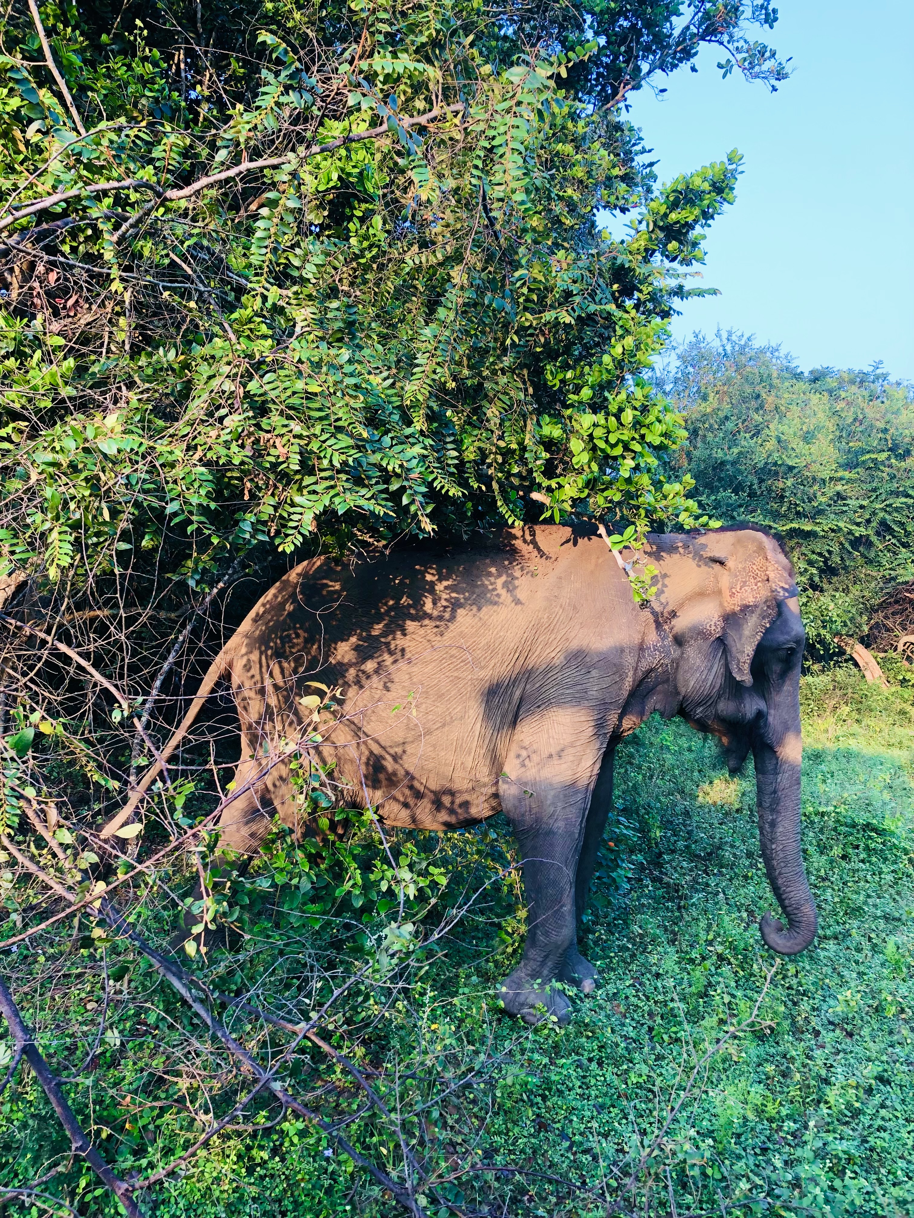 Yala National Park Entrance Fees 2026: A Transparent Cost Breakdown for Foreigners - Yala National Park Wildlife Journal