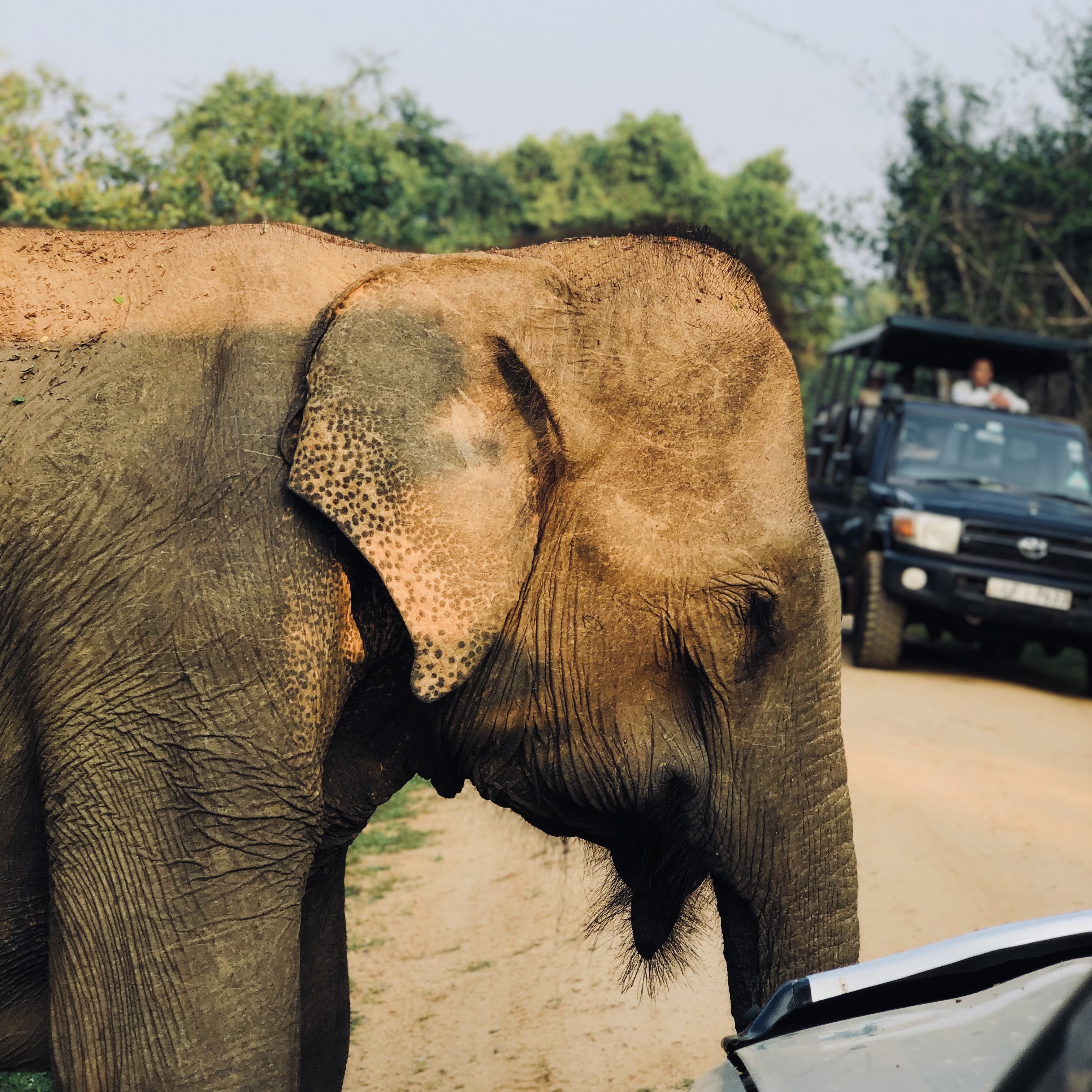 Yala National Park Safari 2026: April Update on Fees, New Quotas & Leopard Secrets - Yala National Park Wildlife Journal