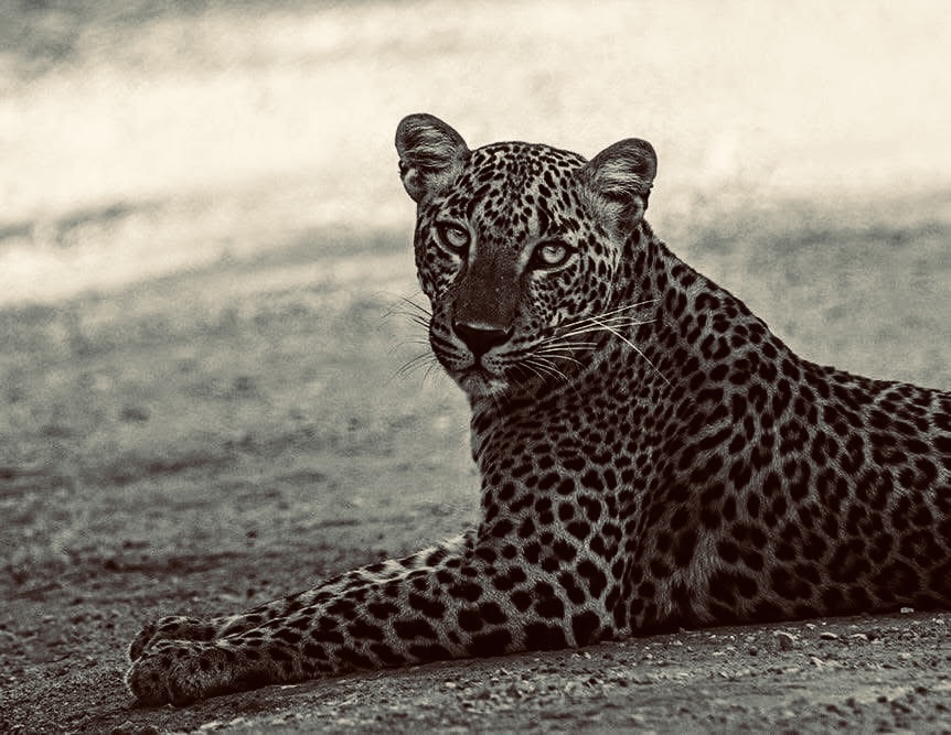 Yala National Park Safari 2026: The Honest Guide to Leopards, Real Costs & Avoiding "Jeep Jams" - Yala National Park Wildlife Journal
