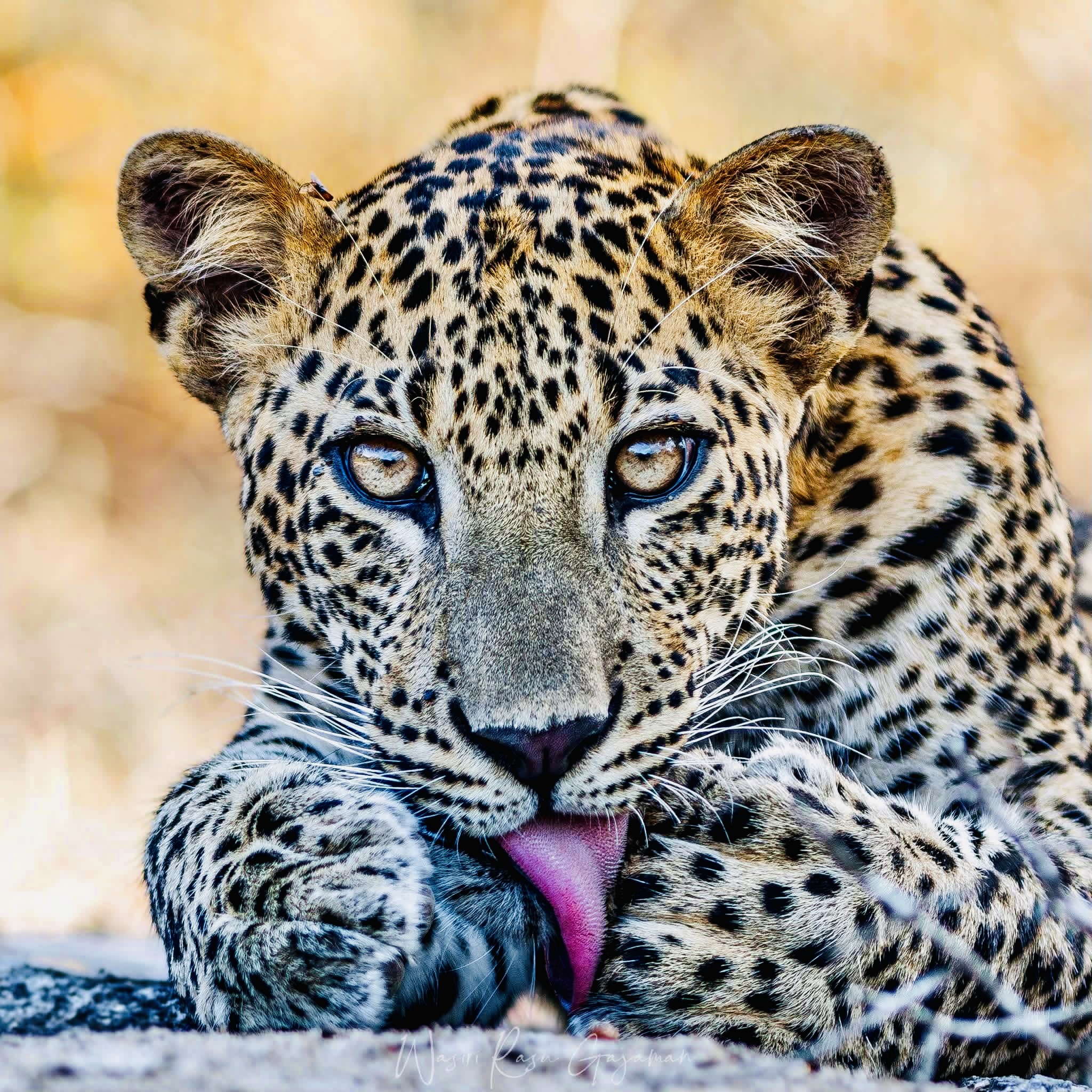 Yala National Park Safari 2026: How to See Leopards Without the Crowds (Full Guide for Foreigners) - Yala National Park Wildlife Journal