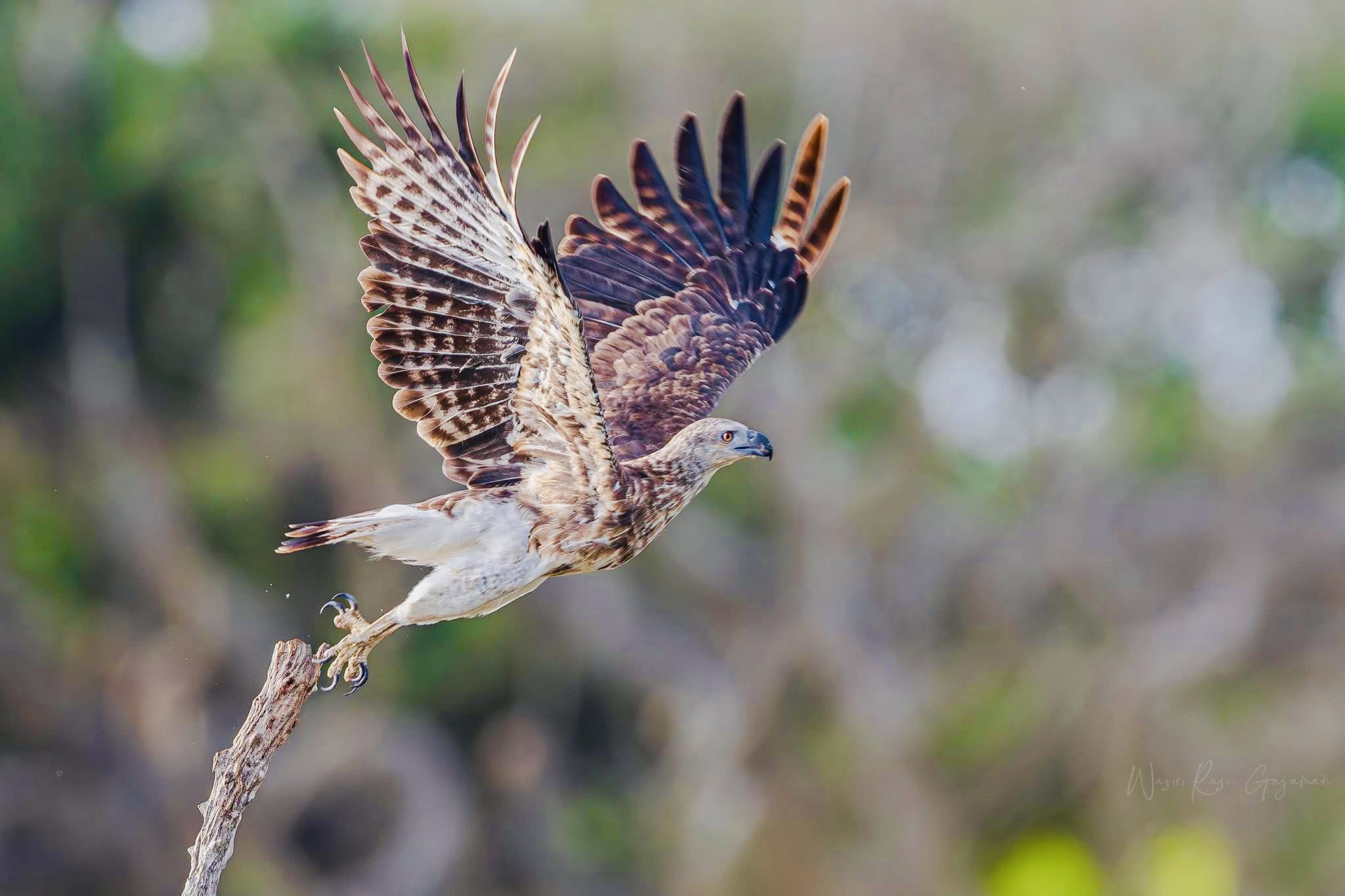 The 2026 Yala National Park Safari Guide: Leopards, Fees, and Insider Tips - Yala National Park Wildlife Journal