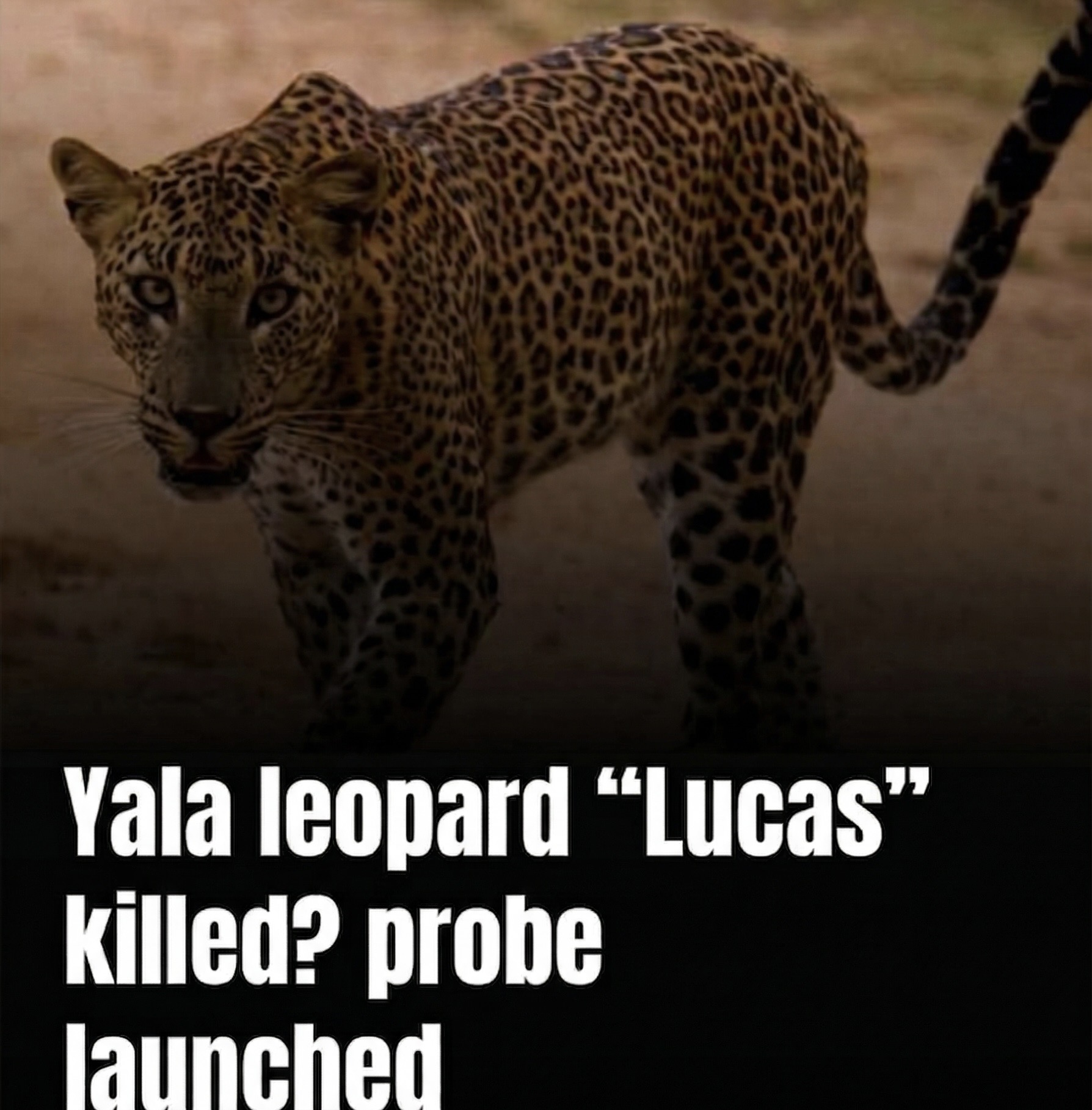 Yala National Park leopard “Lucas” killed? probe launched - Yala National Park Wildlife Journal