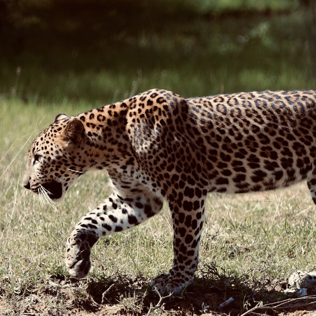How to Book a Yala National Park Safari in 2026: The "Ella to Mirissa" Transfer Secret - Yala National Park Wildlife Journal