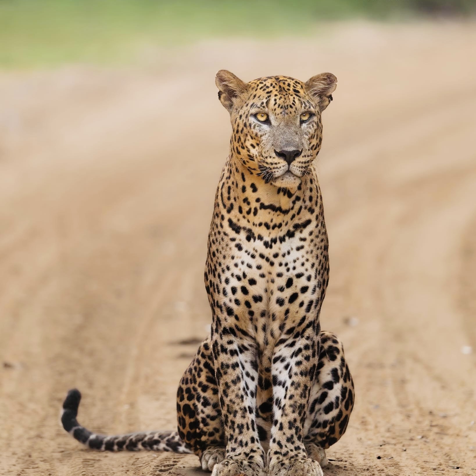 Yala National Park Safari 2026: New Fees, Hidden Costs, and the 4:30 AM Rule - Yala National Park Wildlife Journal