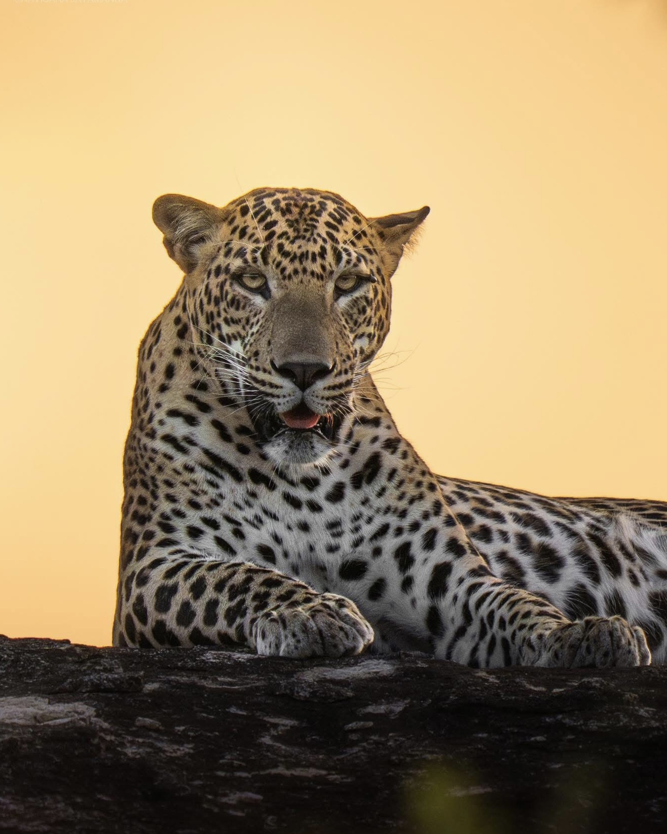 Yala National Park or Udawalawe? The Honest 2026 Guide to Sri Lanka’s Best Safari - Yala National Park Wildlife Journal