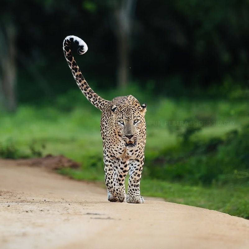 Best Time to Visit Yala National Park 2026 Leopard Secrets & Sloth Bear Season - Yala National Park Wildlife Journal