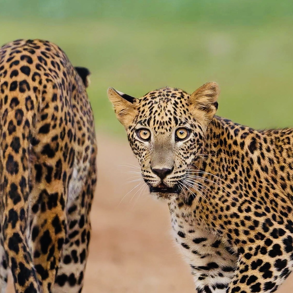 Where to Stay Near Yala National Park 2026: Best Camps, Glamping & Safari Lodges - Yala National Park Wildlife Journal