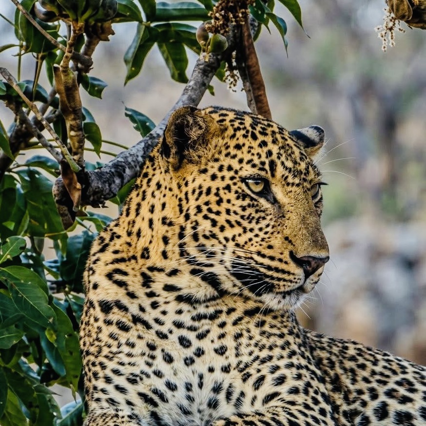 Yala National Park Safari Cost 2026 Everything Foreigners Need to Know (Leopards, Fees & Jeep Scams) - Yala National Park Wildlife Journal