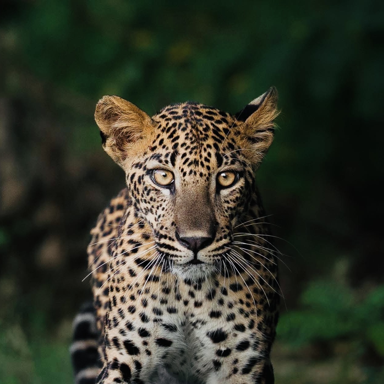 Yala National Park in 2026 The Insider Guide Foreigners Are Actually Using (Best Time, Hidden Zones & Beyond the Safari) - Yala National Park Wildlife Journal