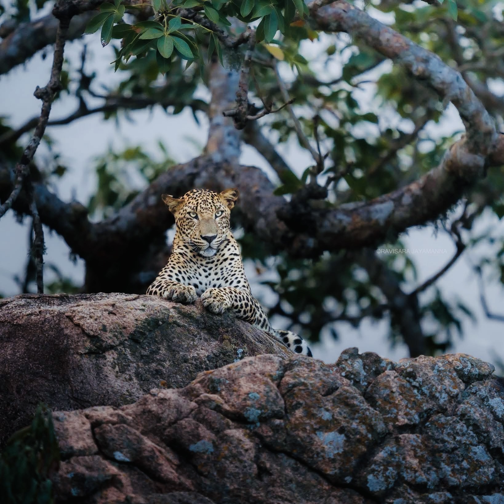 I'm Going to Yala National Park for the First Time in 2026  Here's Every Mistake to Avoid (And Exactly What to Do Instead) - Yala National Park Wildlife Journal