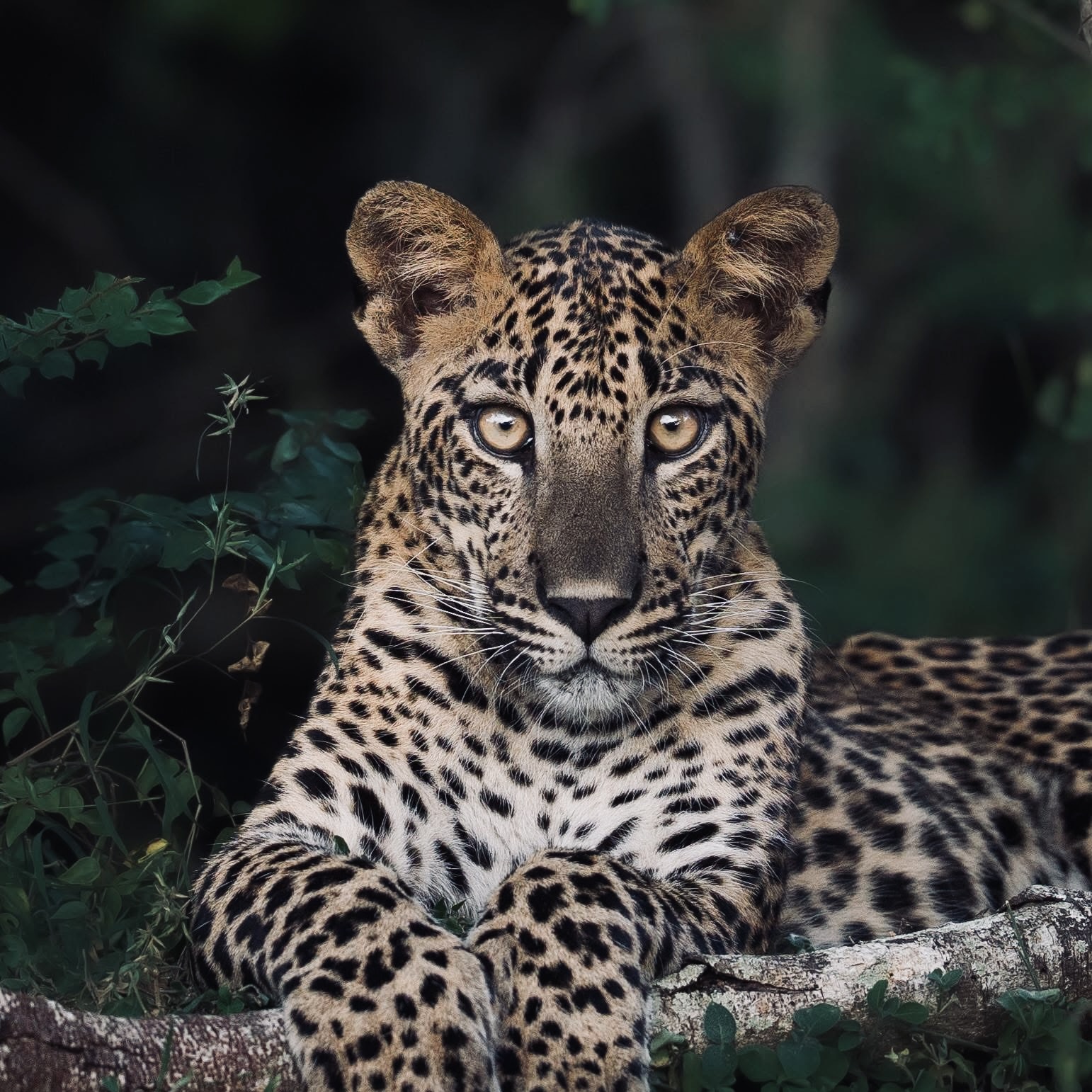 How to Get to Yala National Park from Ella, Mirissa, Galle & Colombo (2026 Route Guide) - Yala National Park Wildlife Journal