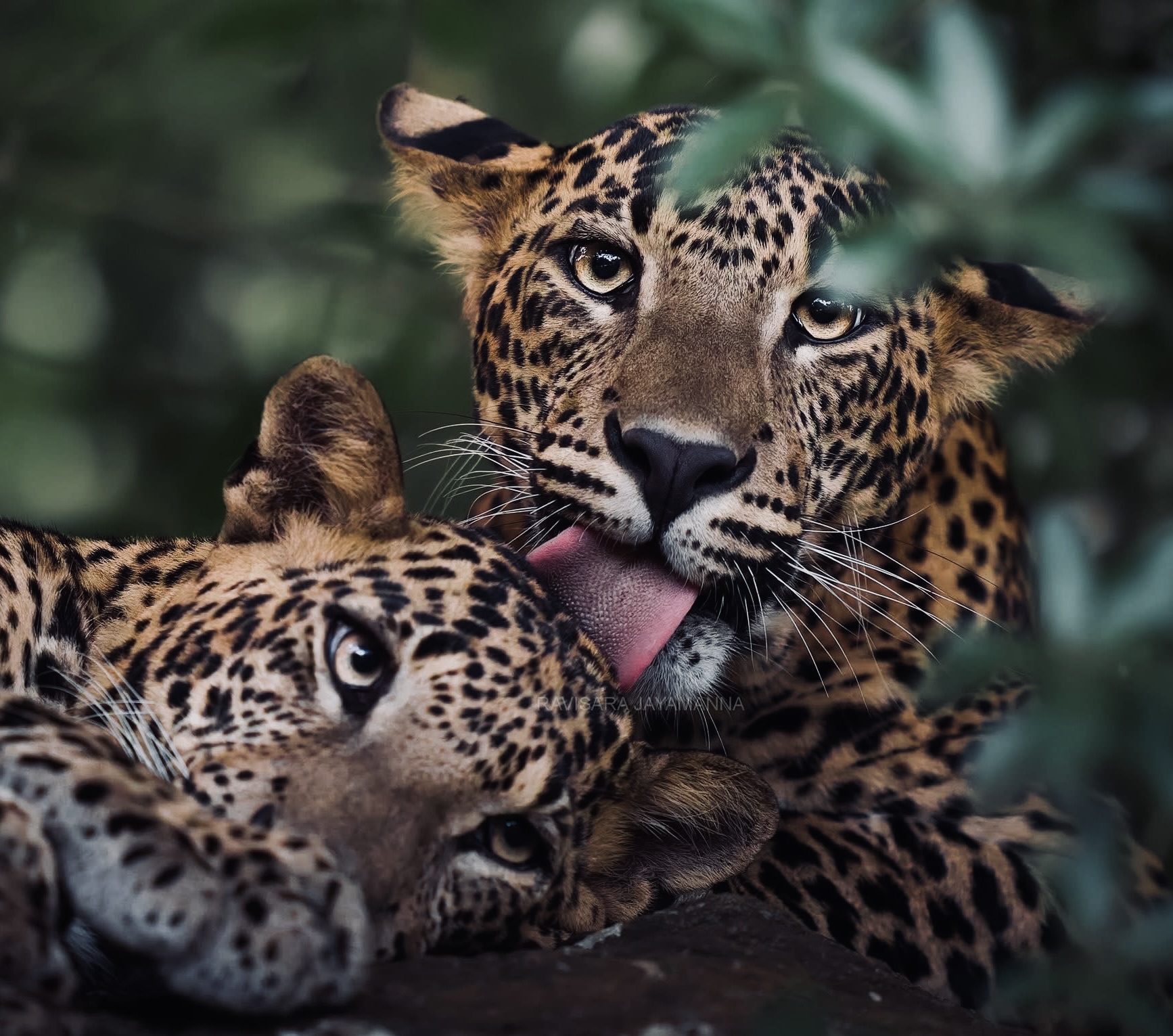 Yala National Park Honeymoon Guide 2026 Why Couples Are Choosing Leopard Safaris Over Beach Resorts - Yala National Park Wildlife Journal