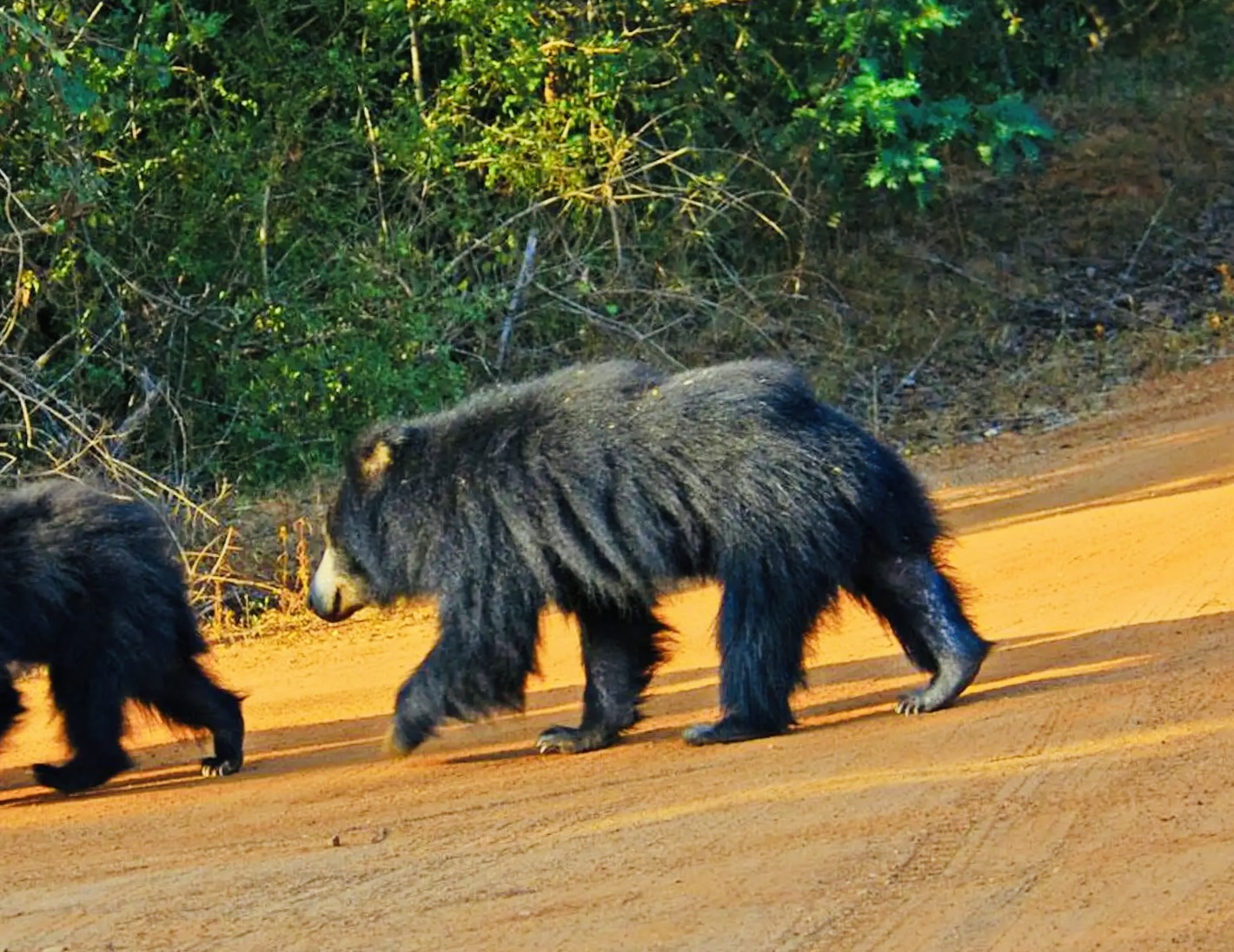Yala National Park Animals The Complete 2026 Guide to Every Species You Can See (Big 5, Birds, Reptiles & Hidden Gems) - Yala National Park Wildlife Journal