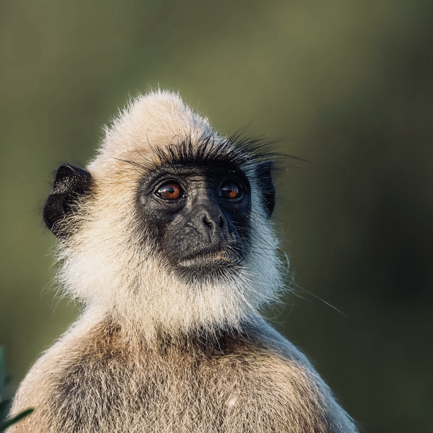 Yala National Park Packing List & Perfect Itinerary 2026 Exactly What to Bring and How to Plan Every Hour - Yala National Park Wildlife Journal