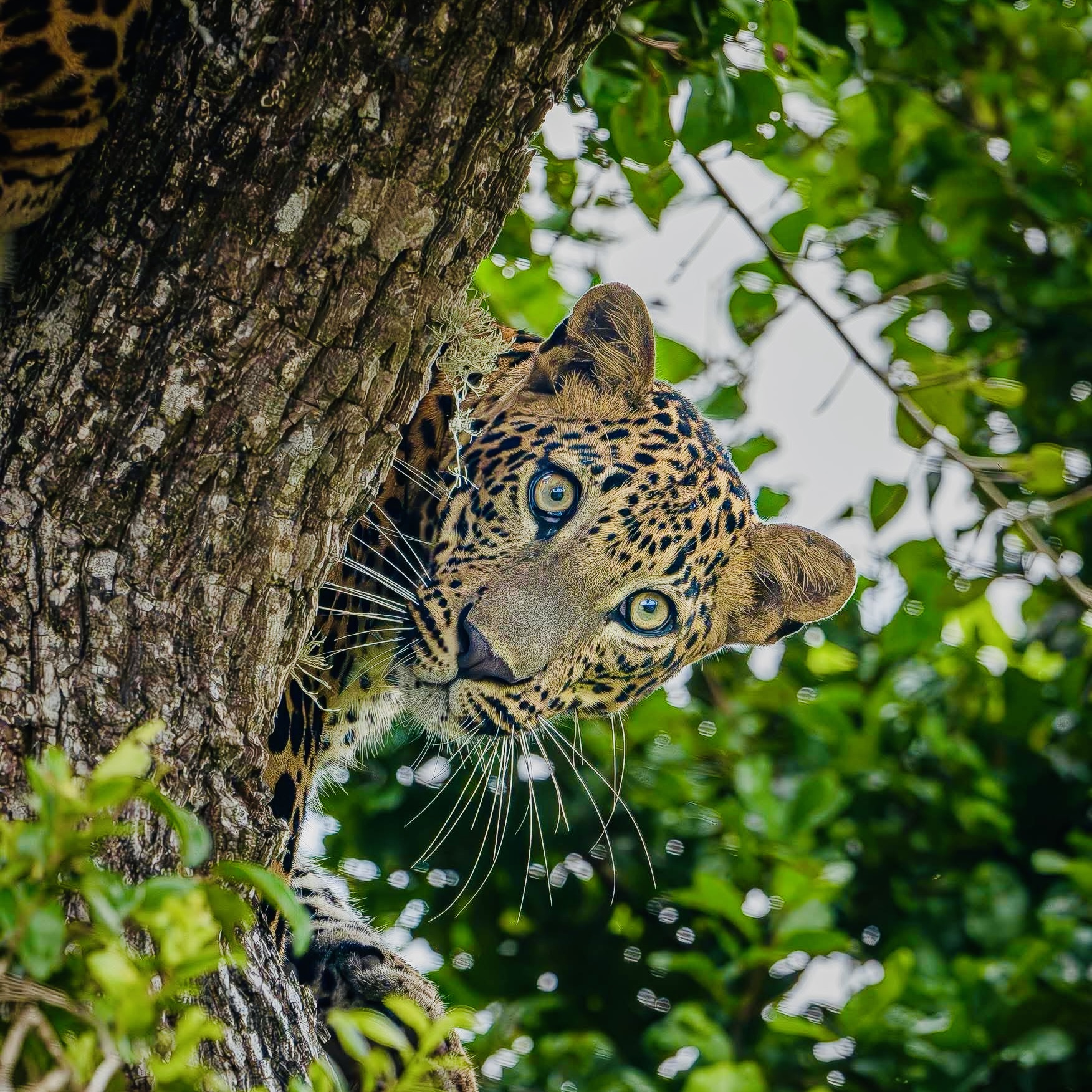 Yala vs Wilpattu vs Udawalawe vs Minneriya Which Sri Lanka Safari Park Is Right for You in 2026? - Yala National Park Wildlife Journal