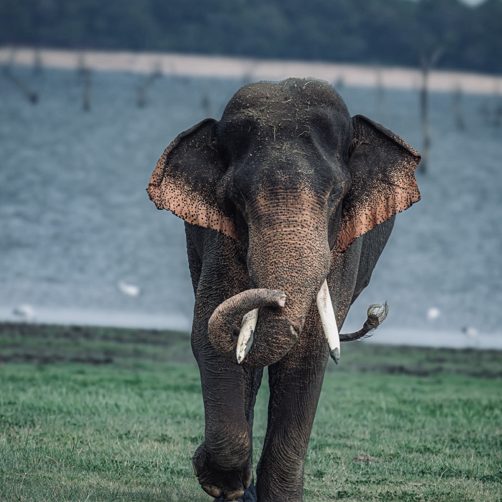 15 Best Things to Do Near Yala National Park in 2026 (Beyond the Safari) - Yala National Park Wildlife Journal