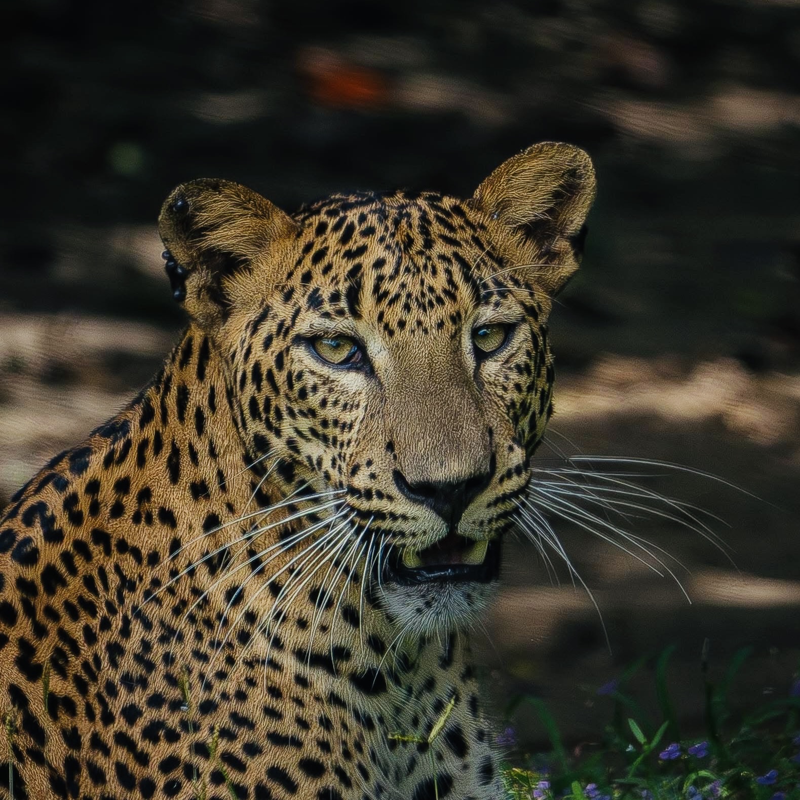 The Sri Lankan Leopard The Complete 2026 Guide to the World's Most Accessible Big Cat - Yala National Park Wildlife Journal