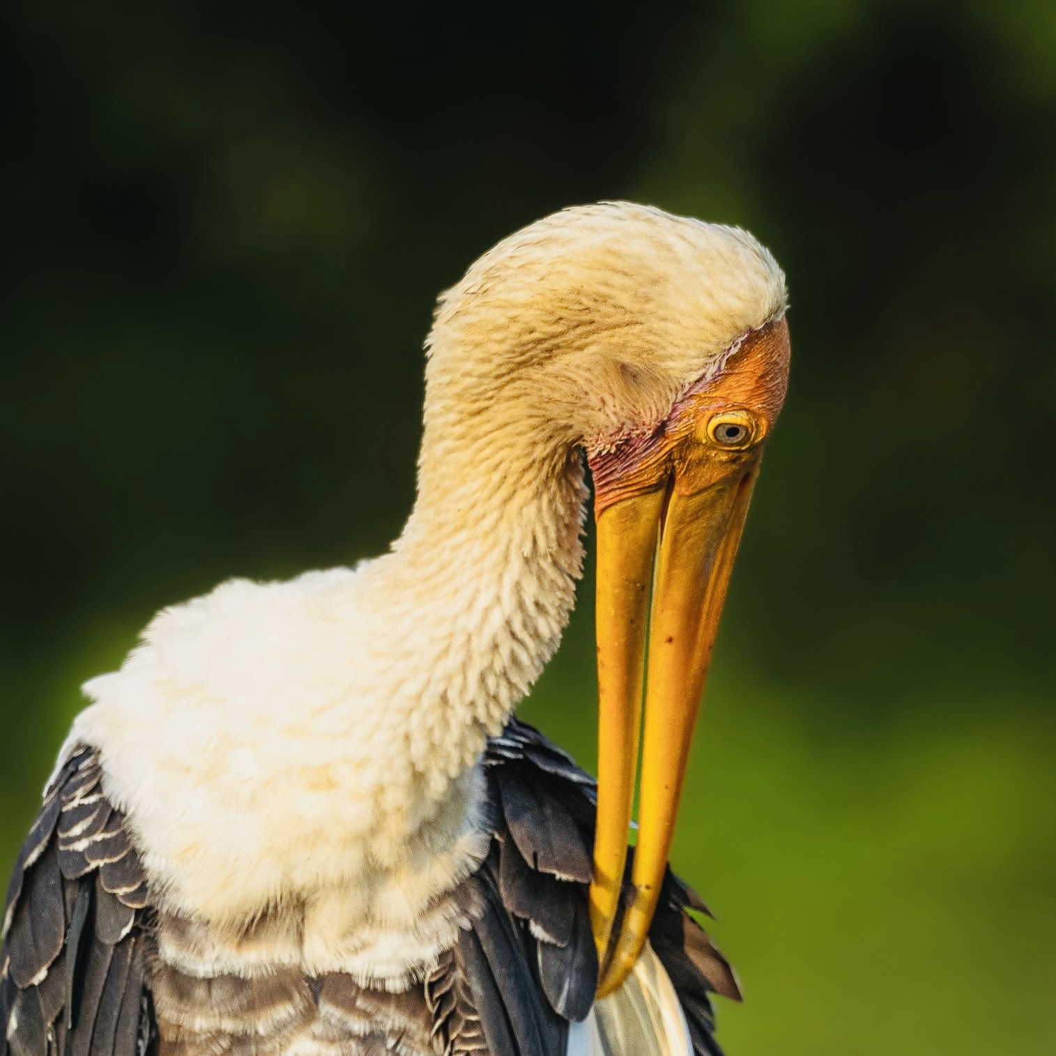 How to Avoid Crowds at Yala National Park in 2026 The Insider Secrets That Actually Work - Yala National Park Wildlife Journal