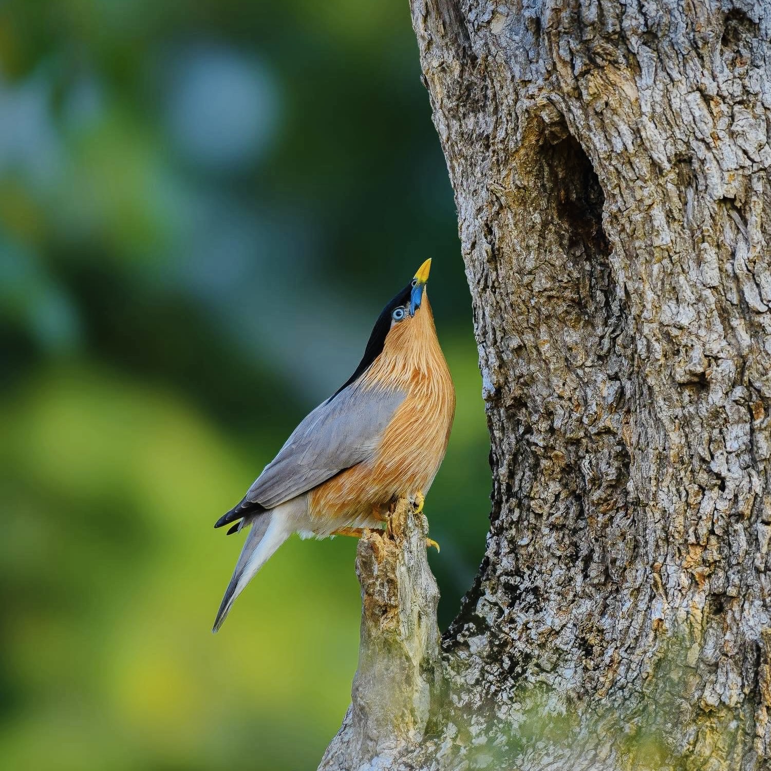 Sri Lanka Food Guide 2026 What to Eat Before, During & After Your Yala Safari (20 Must-Try Dishes) - Yala National Park Wildlife Journal