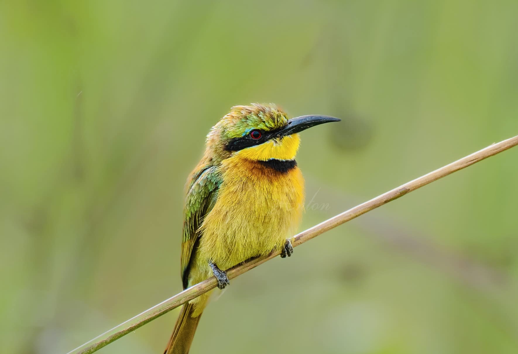 Yala National Park Month by Month 2026 What to Expect Every Season (Your Real-Time Planning Guide) - Yala National Park Wildlife Journal