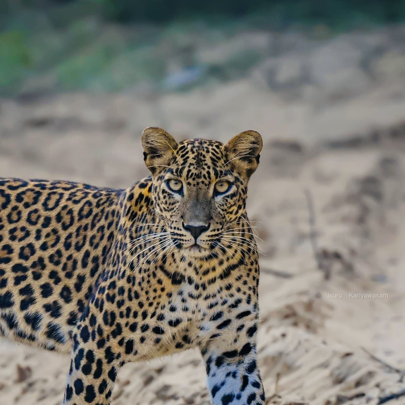 Sri Lanka Travel Tips 2026 25 Things Every First-Time Visitor Must Know Before They Go - Yala National Park Wildlife Journal