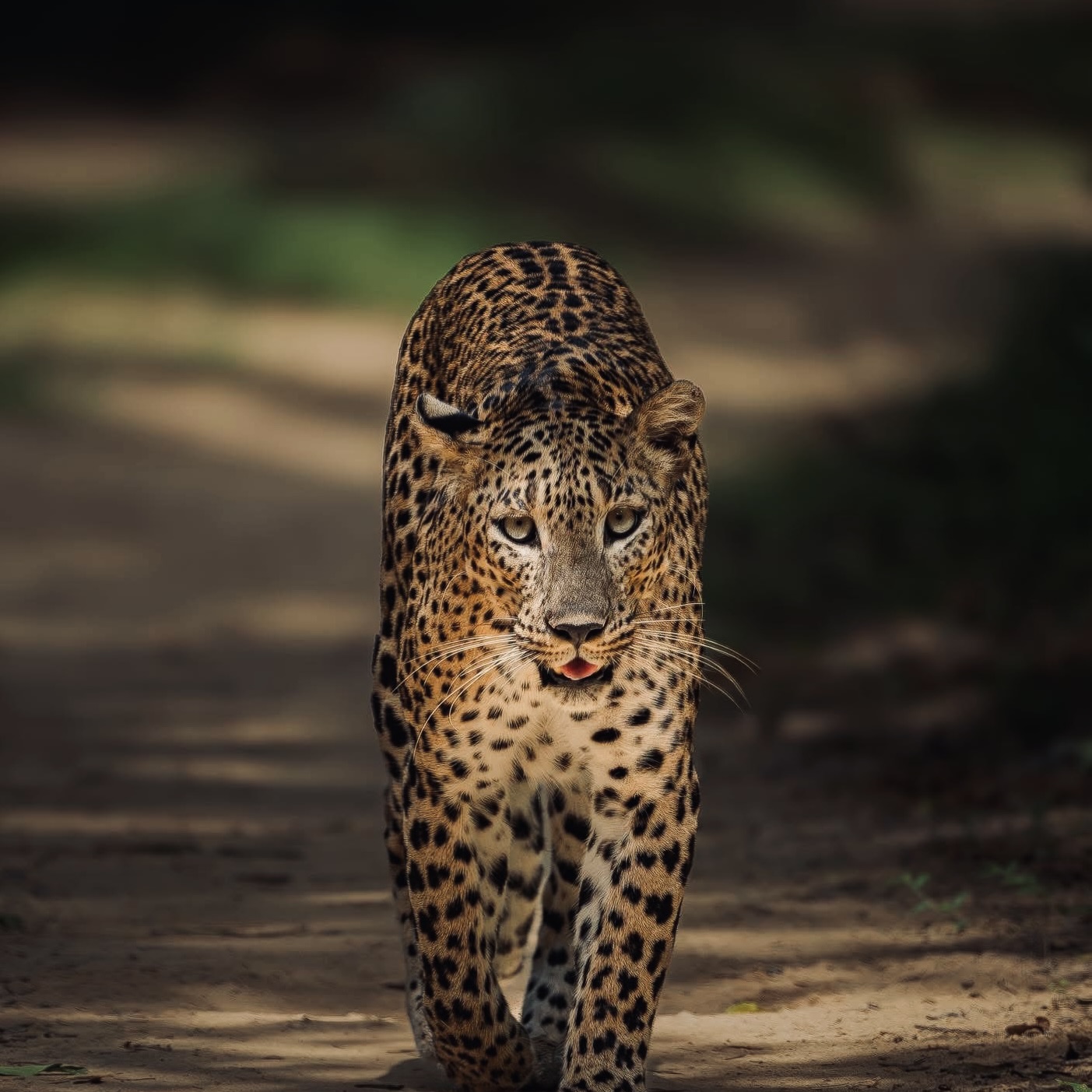 Yala National Park Safari 2026 Best Time, Leopard Sightings, and How to Avoid Crowds” - Yala National Park Wildlife Journal