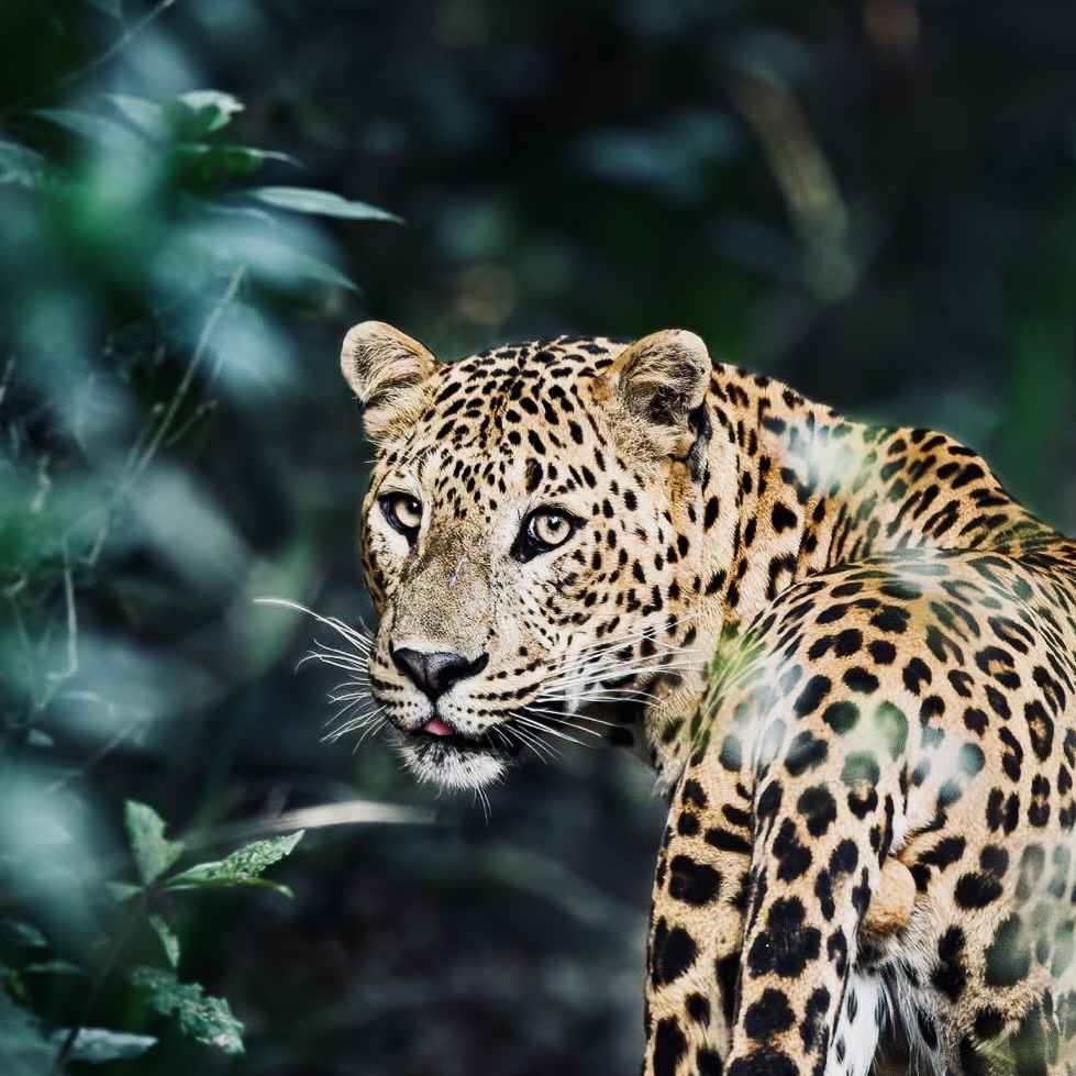 Is Your Yala National Park Safari Hurting the Leopards? The Ethical Visitor's Complete Guide to Responsible Safari in 2026 - Yala National Park Wildlife Journal