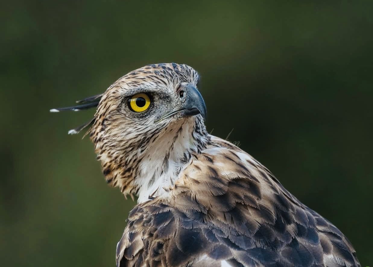 Yala National Park Safari 2026 The Most Searched Guide for Foreign Travelers (Cost, Best Time & How to See Leopards) - Yala National Park Wildlife Journal