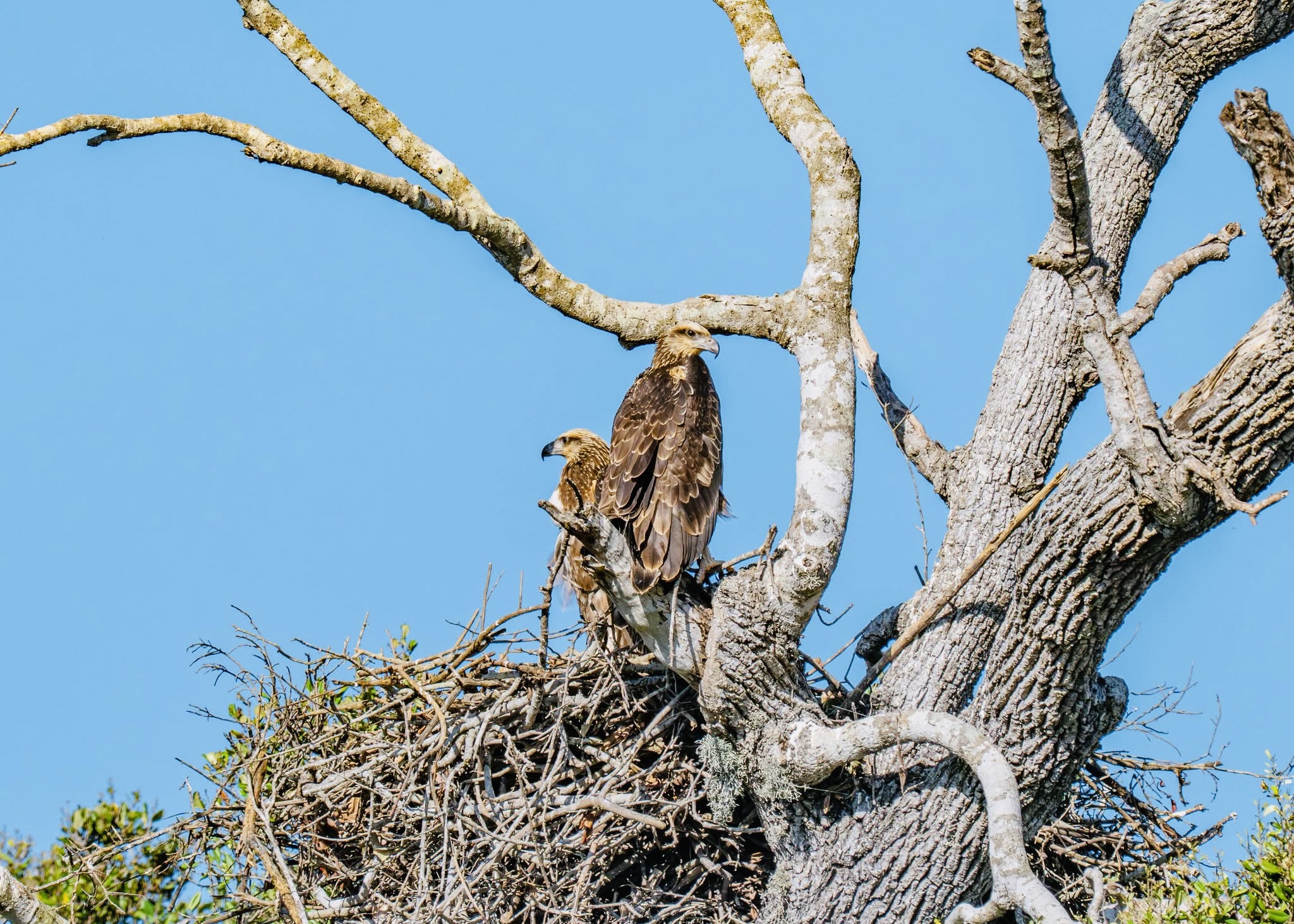 Sri Lanka Digital Nomad Visa 2026: The Complete Guide to Living and Working Remotely (With Yala national park as Your Backyard) - Yala National Park Wildlife Journal