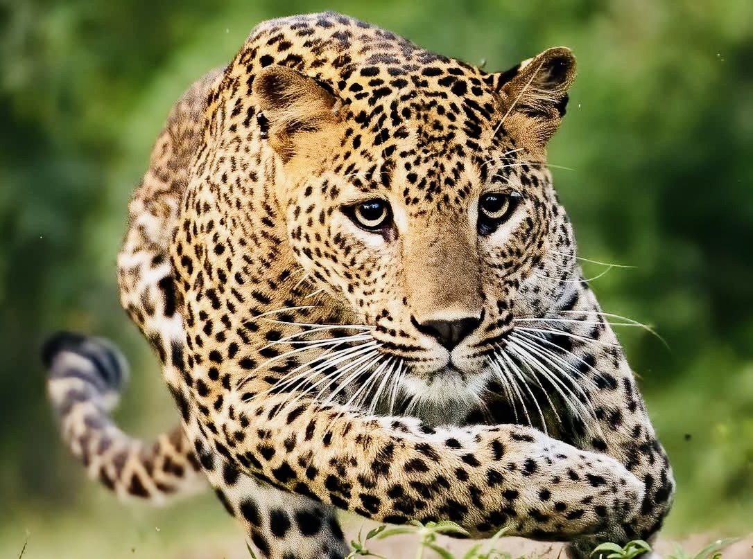 What to Expect on a Yala National Park Safari 2026: A Complete Hour-by-Hour Guide to the Most Extraordinary Wildlife Experience in Asia - Yala National Park Wildlife Journal