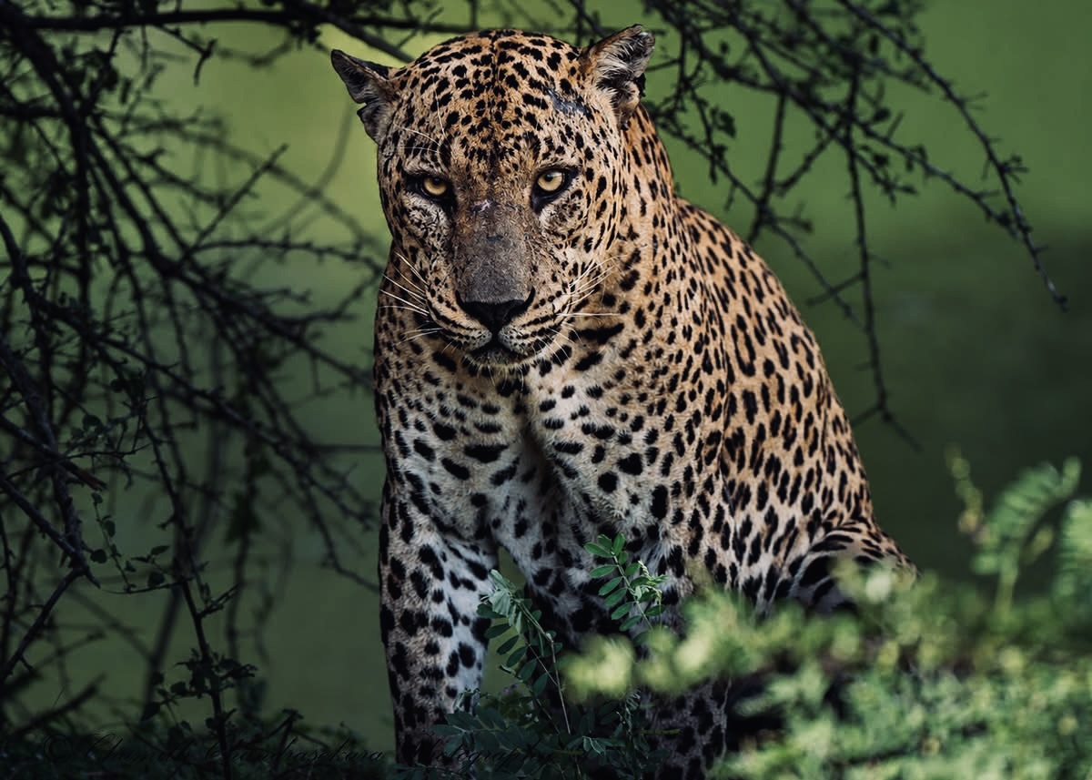 Yala National Park Wildlife Photography Guide 2026 How to Shoot Leopards, Elephants & Sloth Bears Like a Pro - Yala National Park Wildlife Journal