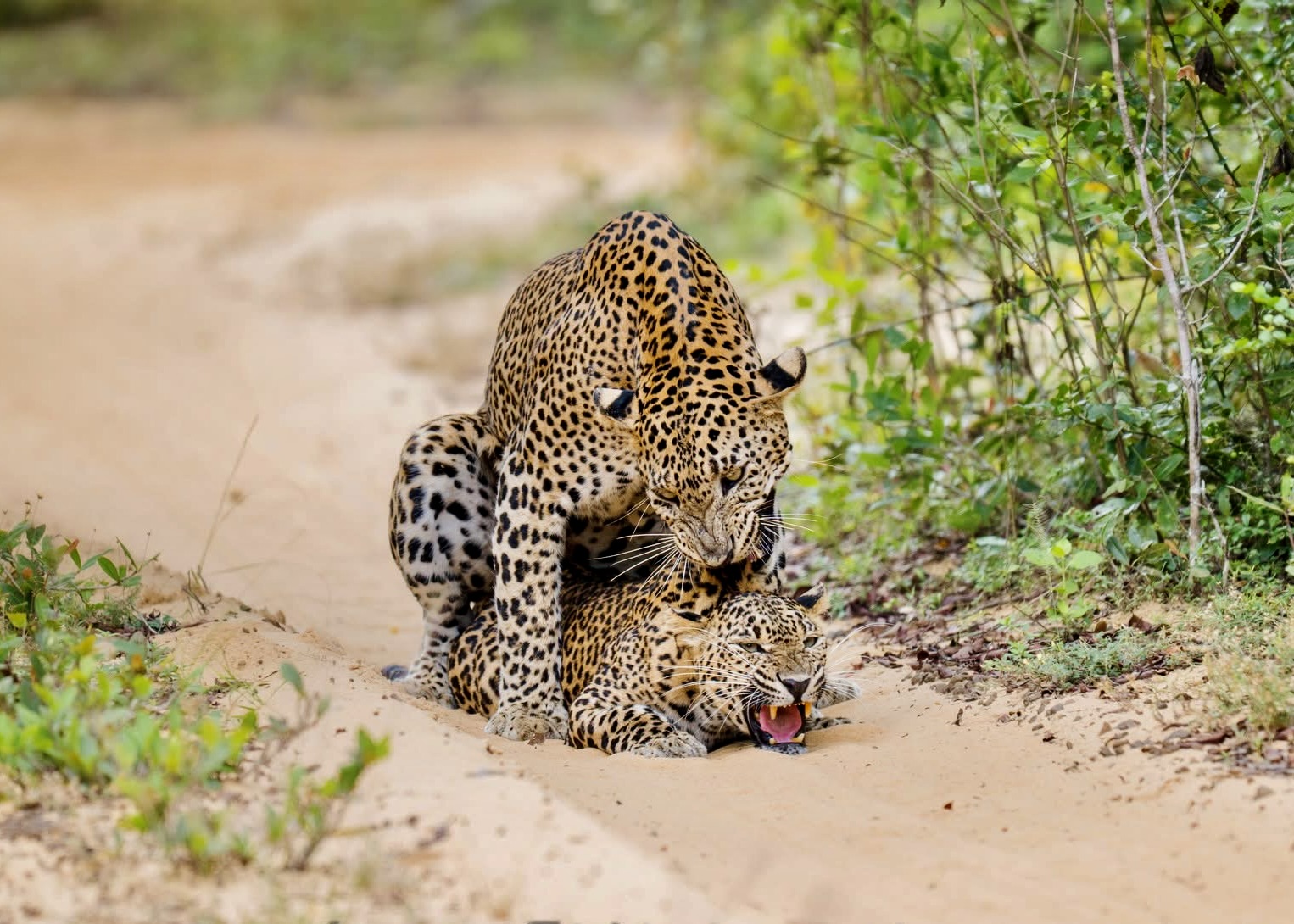 The Dark Side of Yala National Park Overcrowding, Leopard Deaths & A Safety Crisis (2026 Update) - Yala National Park Wildlife Journal