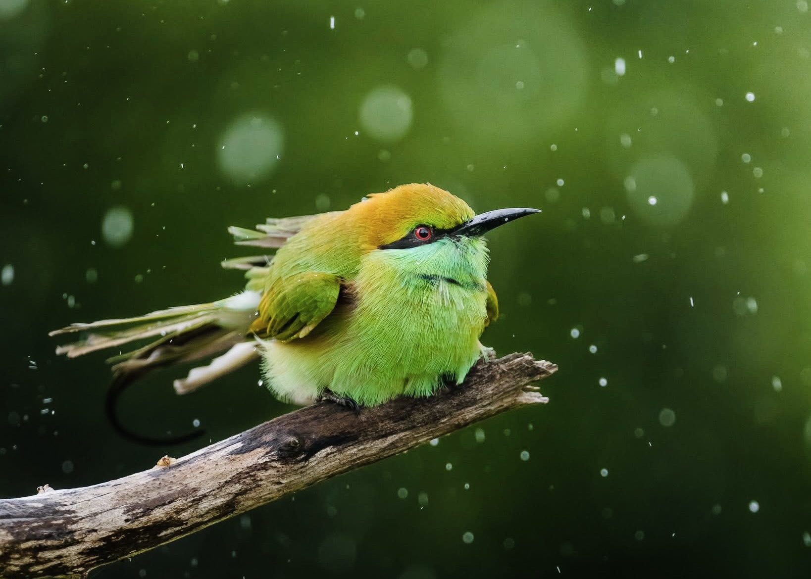Is Sri Lanka Worth Visiting in 2026? The Honest Answer Every Traveller Needs to Read - Yala National Park Wildlife Journal