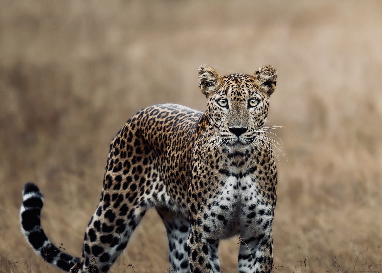 Yala National Park on a Budget 2026\ The Complete Cost Guide & Every Money-Saving Trick That Actually Works - Yala National Park Wildlife Journal