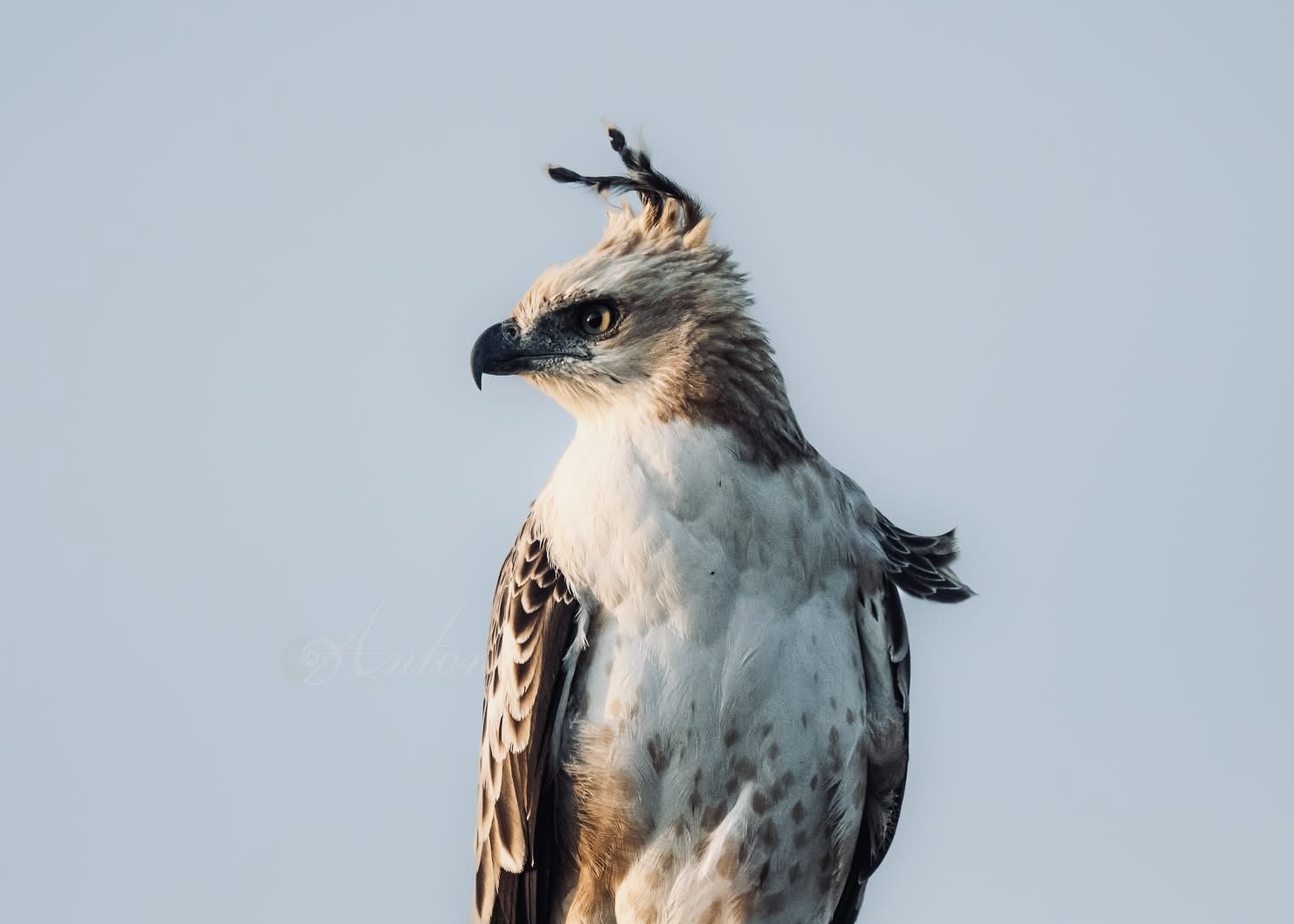 Discover Yala | Sri Lanka - Yala National Park Wildlife Guide
