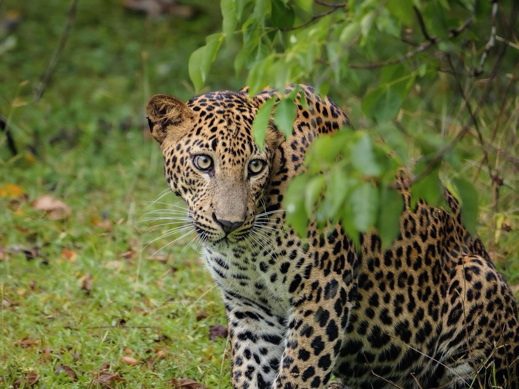Shots Fired & Leopards Injured  7 Crisis-Level Secrets Yala National Park Hides From Tourists (2026 Special Report) - Yala National Park Wildlife Journal