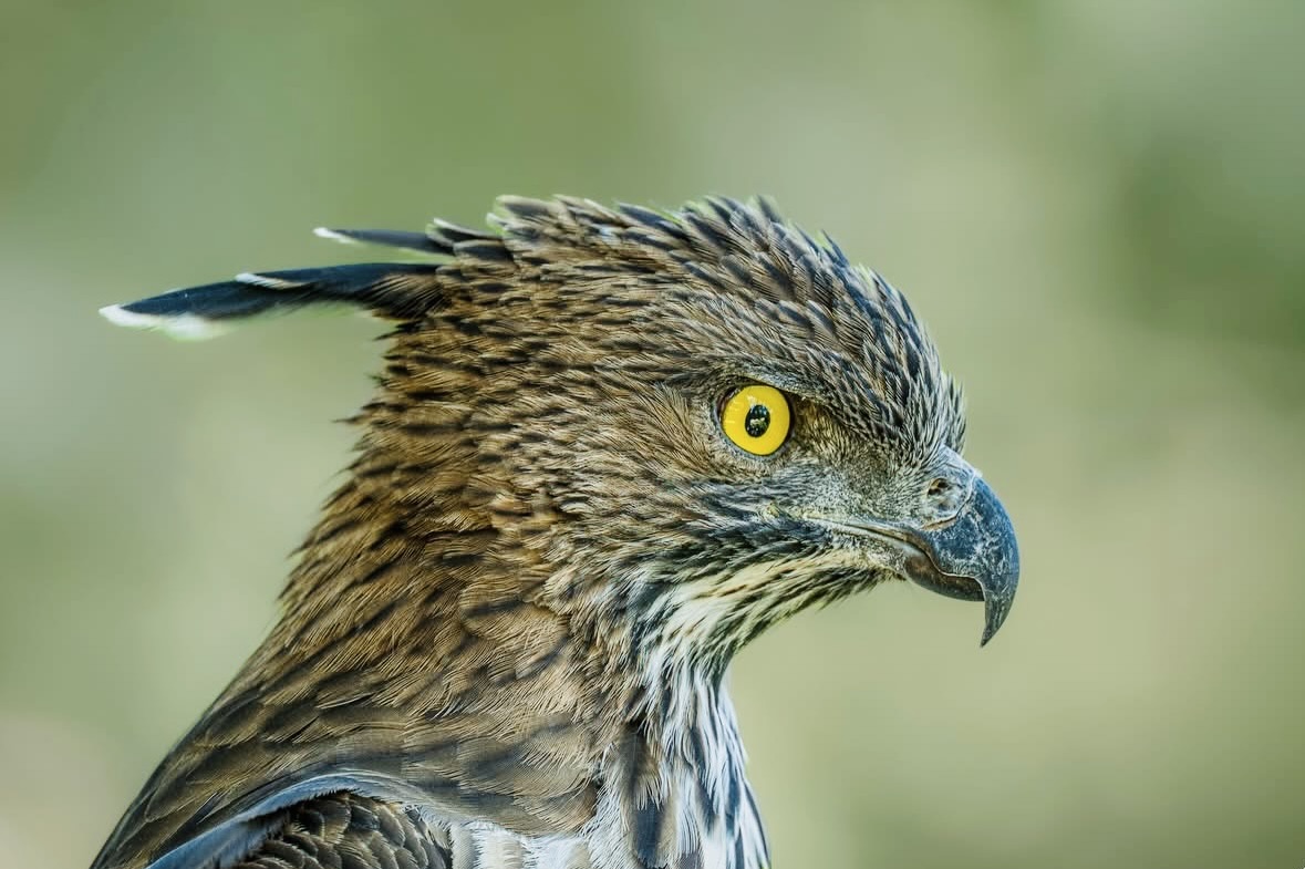 7 Insider Secrets for the Best Yala National Park Safari in 2026 (From a Local Guide) - Yala National Park Wildlife Journal