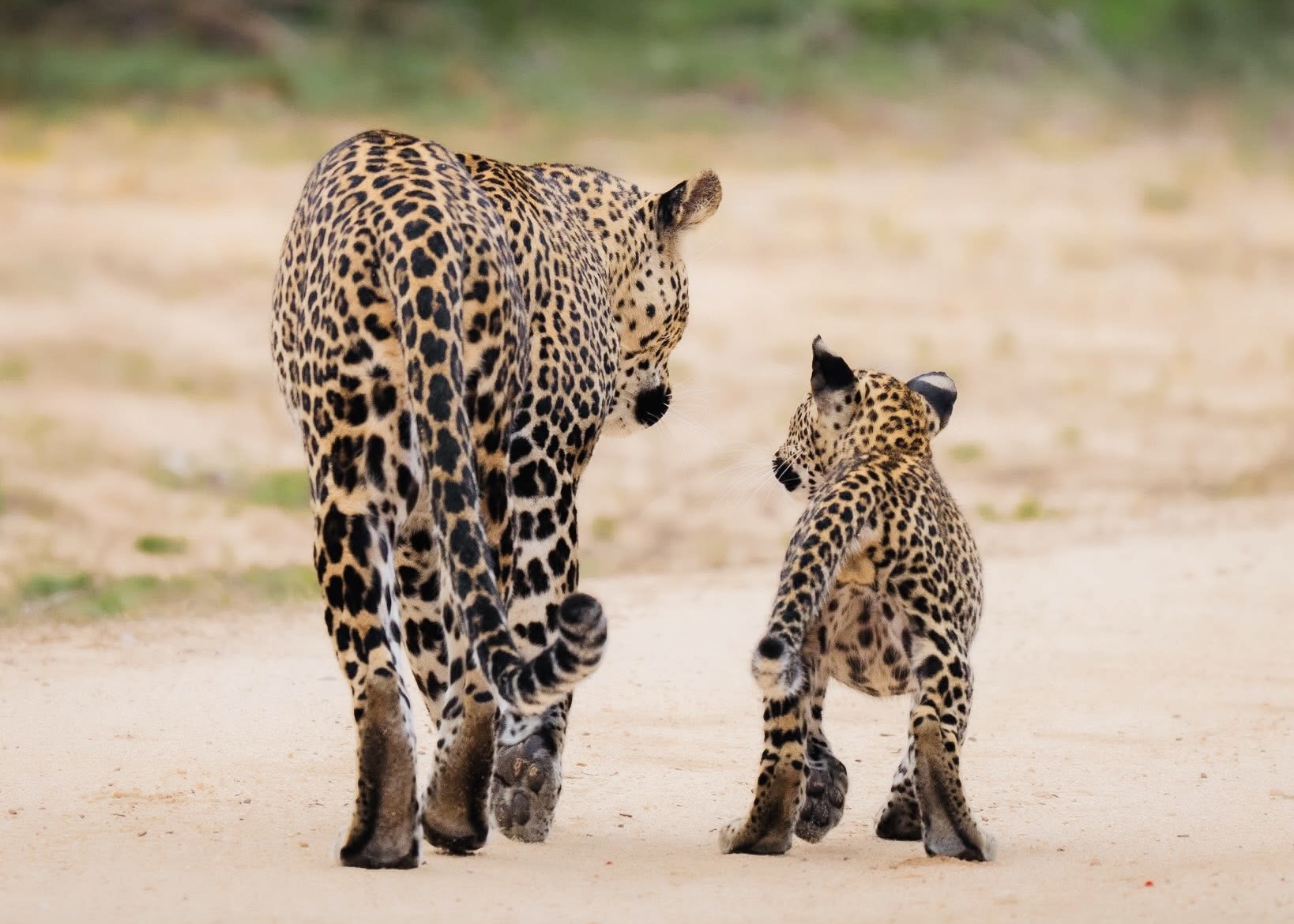 Yala National Park Safari 2026 Digital Tickets, Hidden Blocks & How to See Leopards Ethically - Yala National Park Wildlife Journal