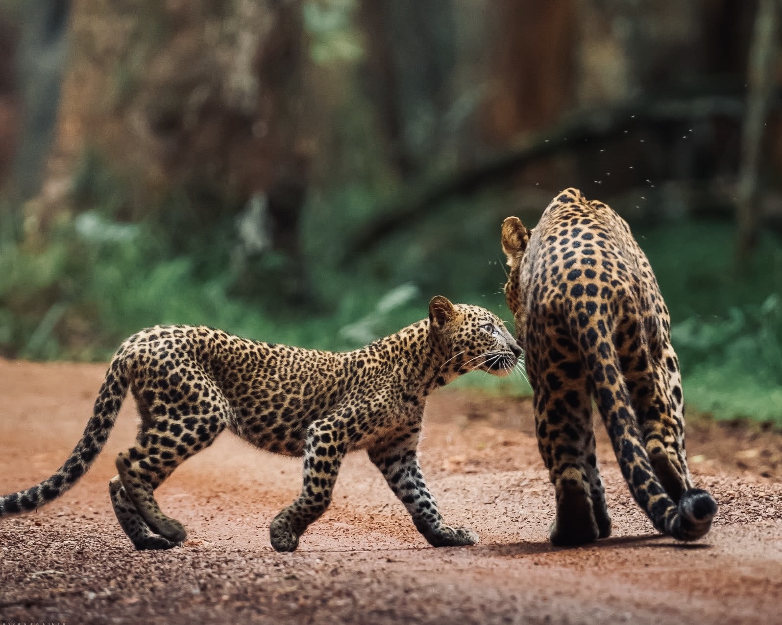 Sri Lanka Safari vs Africa Which Is Better in 2026? (The Honest Answer From Someone Who's Done Both) - Yala National Park Wildlife Journal