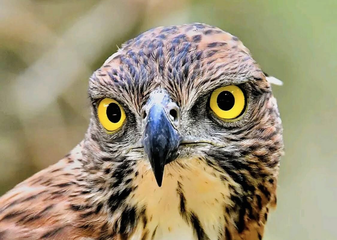 20 Mistakes Every First Time Sri Lanka Visitor Makes in 2026 And Exactly How to Avoid Them - Yala National Park Wildlife Journal