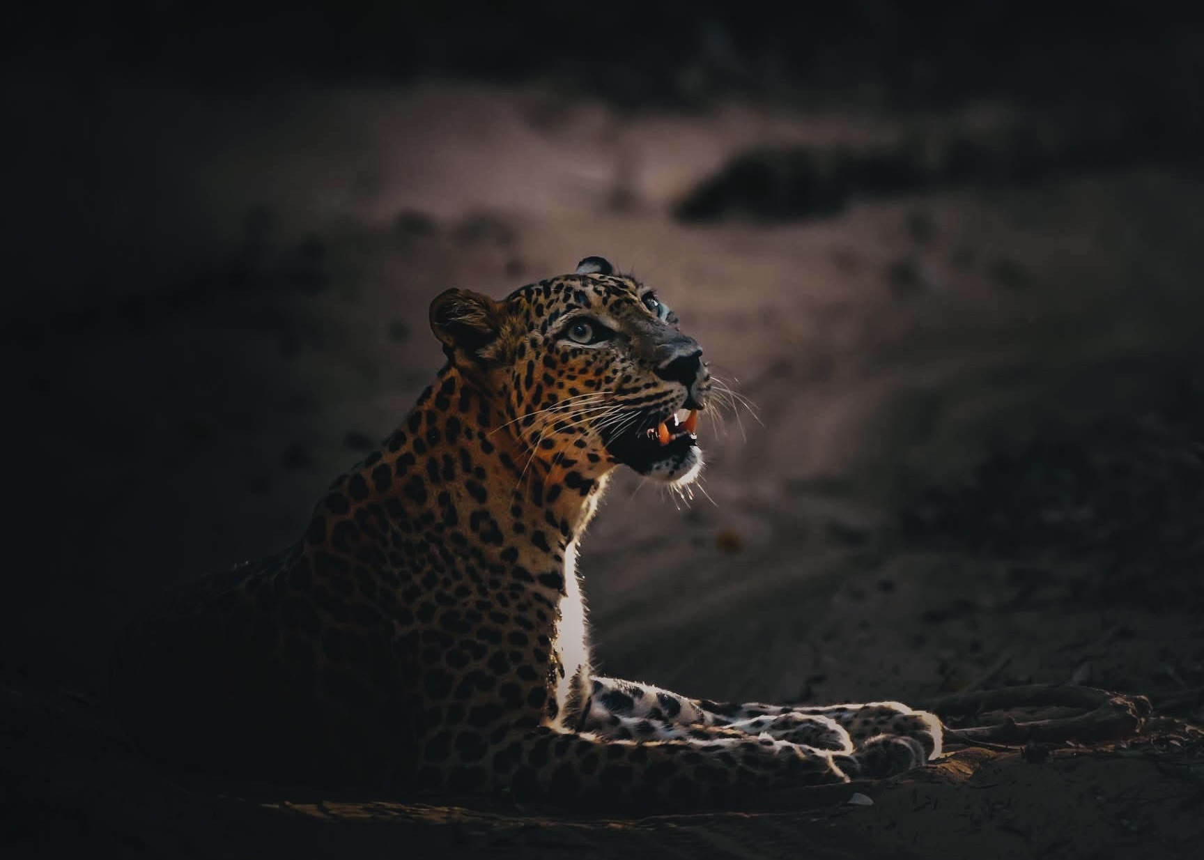Leopard Jams & Deadly Speeding How 2026 Digital Ticketing Is Fixing Yala's Crisis (Complete Safari Guide) - Yala National Park Wildlife Journal