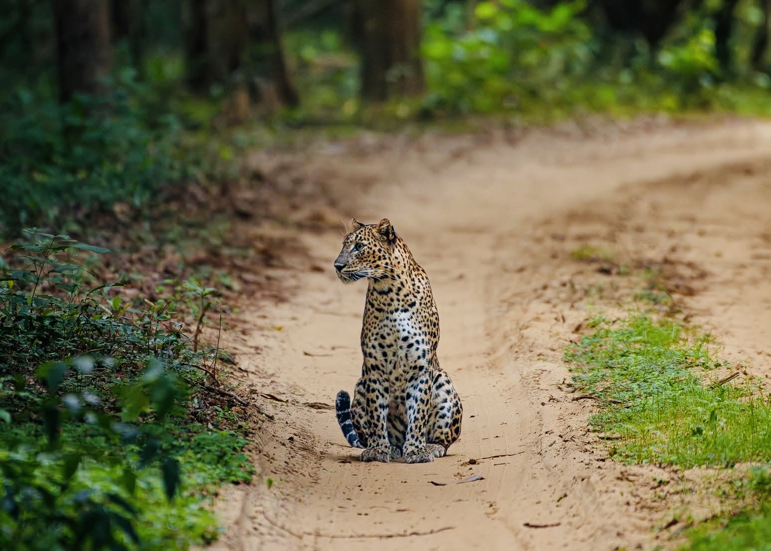 Yala National Park Safari 2026 Overcrowding, Digital Tickets & Why You Should Skip Block 1 - Yala National Park Wildlife Journal