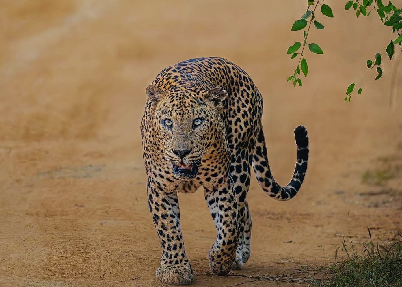 The Leopard's Last Stand Why 2026 is the Defining Year for Yala National Park - Yala National Park Wildlife Journal