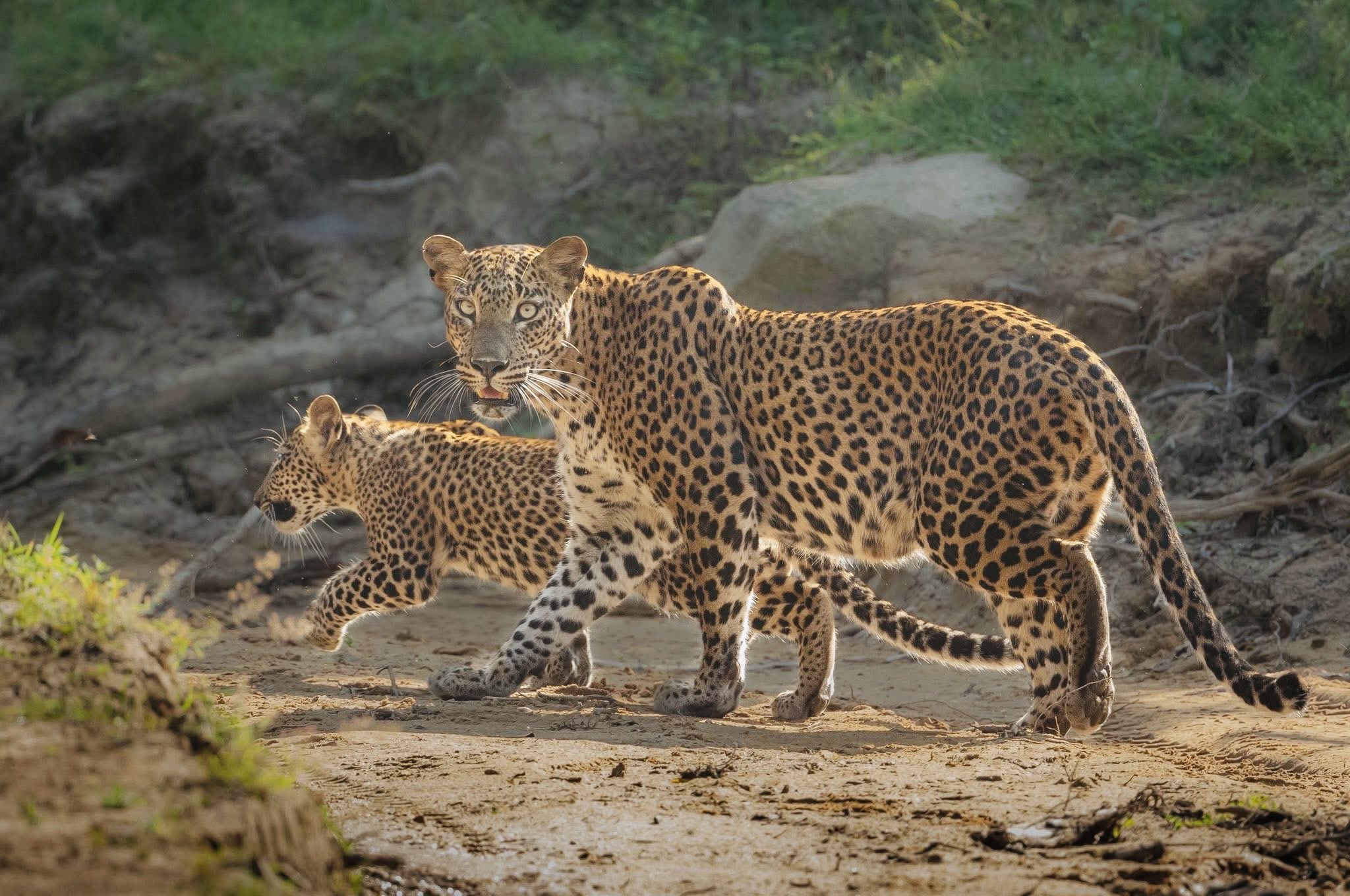 The 2026 Yala National Park Safari Shake Up New Vehicle Cap, Digital Tickets & Why Block 5 is the Ethical Choice - Yala National Park Wildlife Journal
